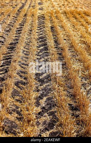 Reihen von Schnittkorn und Reifen trackin im Feld Stockfoto