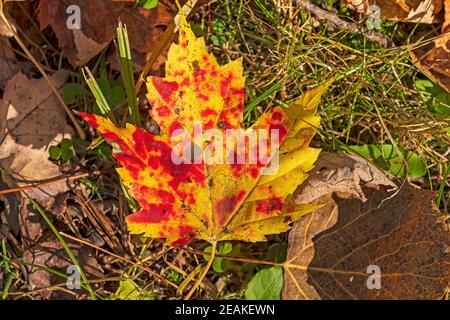 Ändern der Farben auf einem Maple Leaf Stockfoto