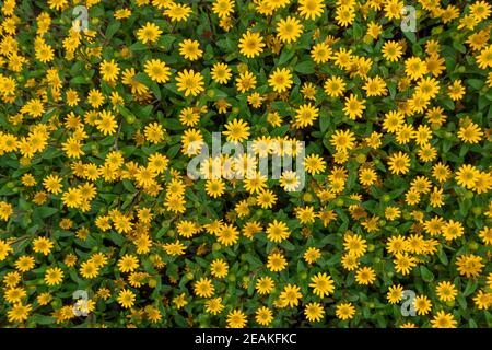 Kriechende Zinnia Blumenbeet mit vielen gelben Blüten in der Draufsicht Stockfoto