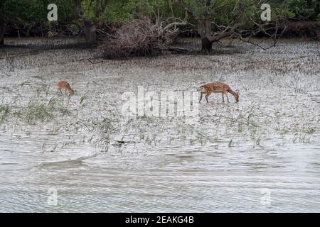 Junghirsche, Achsenachse, Mangrovenwald, Sundarbans, Ganges Delta, Westbengalen, Indien Stockfoto
