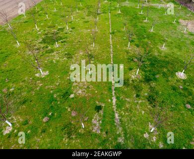 Geplant Cherry Orchard. Junge Bäume süße Kirsche. Rasen im Garten der Sweet cherry. Stockfoto