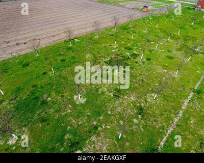 Geplant Cherry Orchard. Junge Bäume süße Kirsche. Rasen im Garten der Sweet cherry. Stockfoto