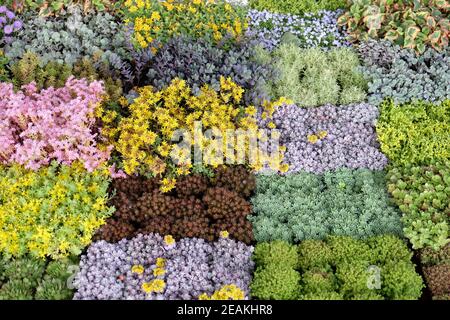Blumen auf Floraart ausgestellt, 50 internationale Gartenausstellung in Zagreb, Kroatien Stockfoto
