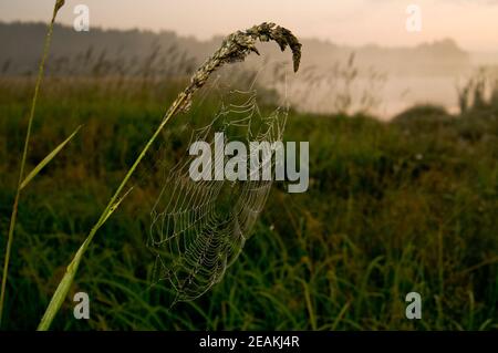 Fangen eines Spinnennetzes im Gras gegen den Sonnenuntergang. Schöne Natur auf dem Feld und im Netz. Stockfoto