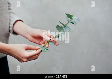 Weibliche Hände close-up hält einen Zweig von Eukalyptus. Foto ohne Gesichter, nur Hände. Das Konzept der Floristik und Dekoration mit eigenen Händen für die Feiertage. Neujahr oder Weihnachten. Stockfoto