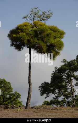 Kanarische Kiefer im Integral Natural Reserve von Inagua. Stockfoto