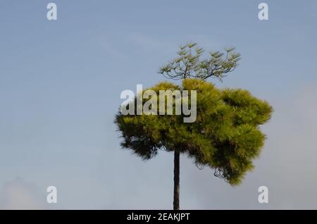 Baldachin einer Kanarienkiefer Pinus canariensis. Stockfoto