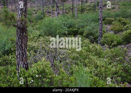 Wald der Kanarischen Insel Kiefer mit Sträuchern von Montpellier Zistus. Stockfoto