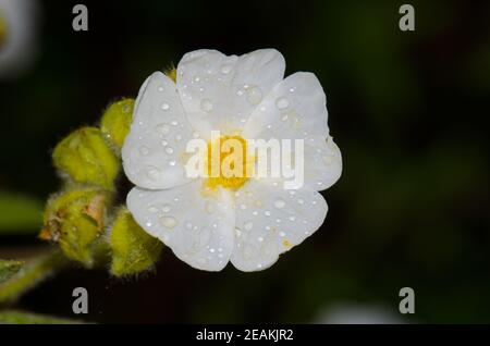 Blume von Montpellier cistus Cistus monspeliensis bedeckt mit Tau-Tropfen. Stockfoto