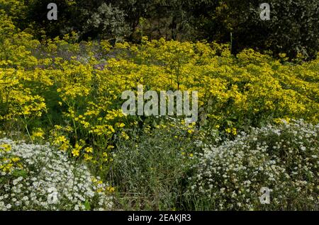 Canary Buttercup Ranunculus cortusifolius und Argyranthemum aductum. Stockfoto