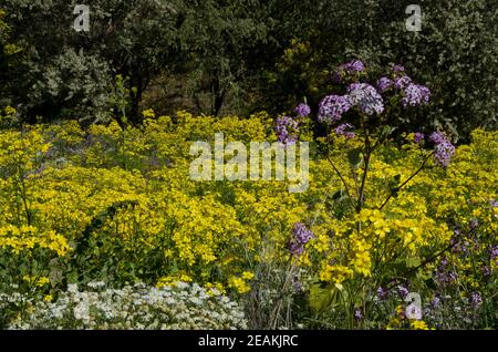 Canary Buttercup Ranunculus cortusifolius, Argyranthemum aductum und Pericallis webbii. Stockfoto