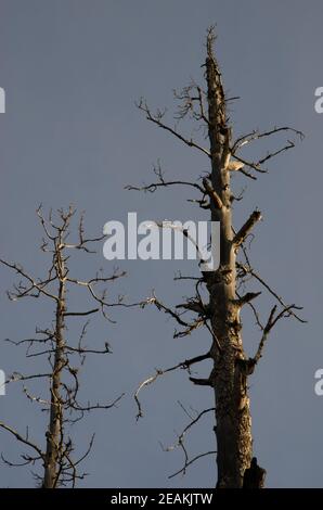 Totes Kanarische Kiefern im Integral Natural Reserve von Inagua. Stockfoto