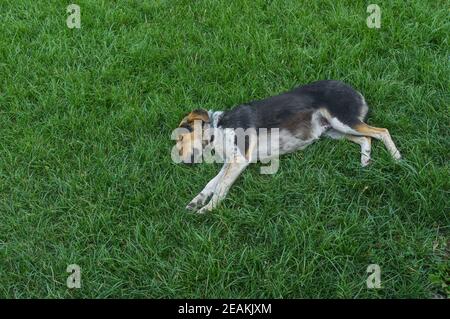 Mischlingshund schwarz schlafen süß beim Liegen auf einem Grüner Rasen Stockfoto