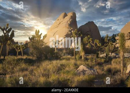 Joshua Tree National Park in Kalifornien bei einem dramatischen Sonnenuntergang. Yucca brevifolia Bäume im Vordergrund. Stockfoto