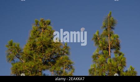 Kanarische Kiefern Pinus canariensis und Mond. Stockfoto