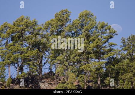 Wald der Kanarischen Insel Kiefer Pinus canariensis und Mond. Stockfoto