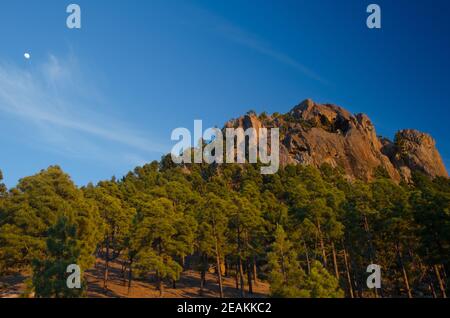 Morro de Pajonales, Wald der Kanarischen Insel Kiefer Pinus canariensis und Mond. Stockfoto