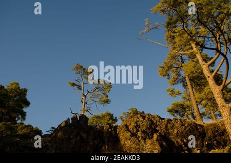 Kanarische Kiefern Pinus canariensis in der Alsandara Berg. Stockfoto