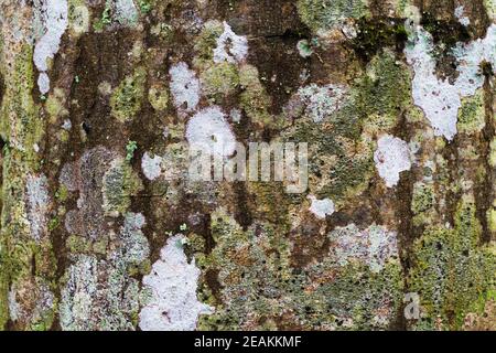 Textur des Rindes einer Kiefer. Rinde eines Nadelbaums Stockfoto