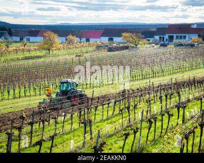 Traktor arbeitet in einem Weinberg in autumnn im burgenland Stockfoto