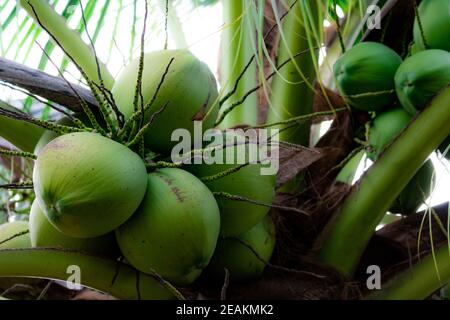 Ein Bündel Kokosnuss auf dem Kokosnussbaum. Tropische Früchte. Palme mit grünen Blättern und Früchten. Kokosnussbaum in Thailand. Kokosnussplantage. Landwirtschaft Bauernhof. Bio-Getränk für den Sommer. Exotische Pflanze. Stockfoto