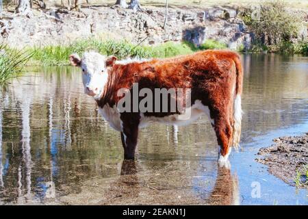 Grasende Kühe im australischen Outback Stockfoto