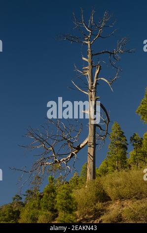 Toter Stamm der Kanarienkiefer Pinus canariensis. Stockfoto