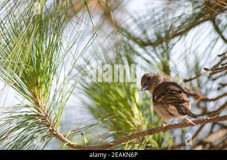 Weibchen Gran Canaria blau Buchfink Fringilla polatzeki. Stockfoto