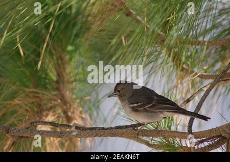 Gran Canaria blauer Buchfink auf einem Zweig. Stockfoto