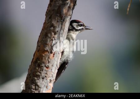 Junger Buntspecht Dendrocopos major thanneri. Stockfoto