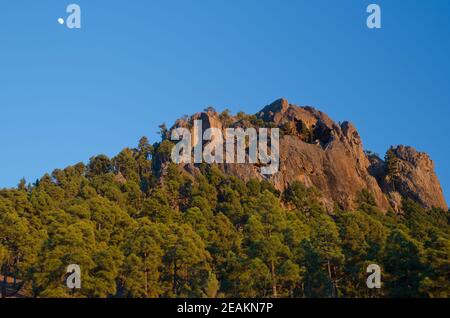 Klippe, Wald der Kanarischen Insel Kiefer und Mond. Stockfoto