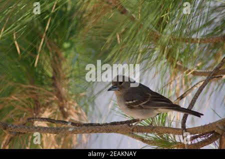 Gran Canaria blauer Buchfink auf einem Zweig. Stockfoto