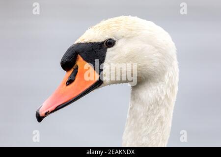 Nahaufnahme eines weißen Schwans Stockfoto