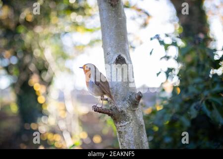 Majestätisches Rotkehlchen, das auf dem kleinen Ast eines Baumes steht Stockfoto