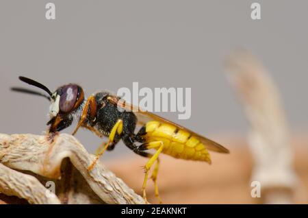 Europäischer Bienenwolf Philanthus triangulum in Las Palmas de Gran Canaria. Stockfoto