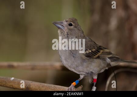 Gran Canaria blauer Buchfink auf einem Zweig. Stockfoto