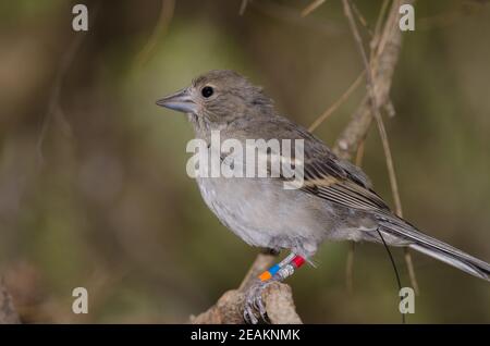 Gran Canaria blauer Buchfink auf einem Zweig. Stockfoto