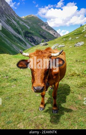 Kühe auf der Alm, Pralognan la Vanoise, Französische Alpen Stockfoto