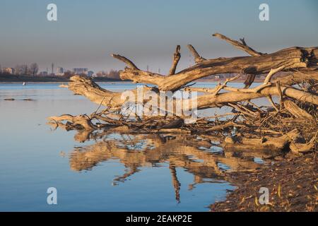 Mehrere gefallene Baumstämme liegen am Ufer und im Wasser des Flusses. Vor dem Hintergrund der Umrisse der Stadt Stockfoto