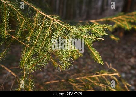 Pine Tree Branches Stockfoto