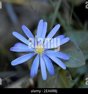 Schüchterne blaue Anemone blanda Nahaufnahme. Dunkelgrüner Hintergrund. Andere Namen: Anemonoides blanda, die Balkan-Anemone, griechische Windblume oder Winterwindblume Stockfoto