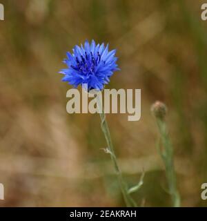 Blaue Kornblume vor einem unscharfen hellbraunen Hintergrund. Andere Namen dieser Pflanze sind: Centaurea cyanus, Junggesellenknopf Stockfoto