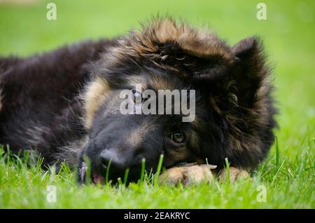 Deutscher Schäferhund Stockfoto