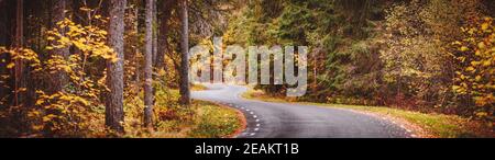Asphaltstraße mit schönen Bäumen an den Seiten im Herbst Wald Stockfoto