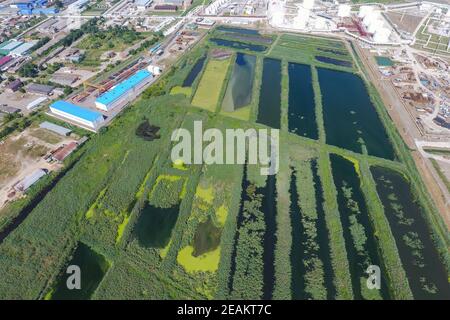 Die Kläranlage in Slavjansk-auf Kuban. Wasser für die Abwasserbehandlung in einer kleinen Stadt. Helle Schilf am Ufer des Wassers Stockfoto