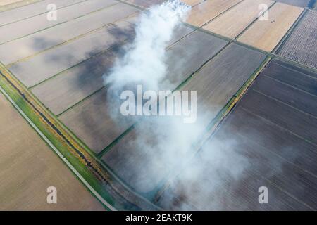 Das Verbrennen von Reisstroh auf den Feldern. Rauch von der Verbrennung von Reisstroh in Kontrollen. Feuer auf dem Feld Stockfoto