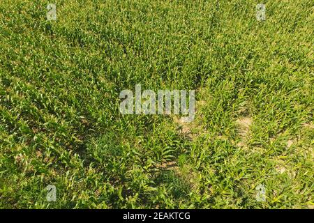 Maisfeld. Grüner Mais blüht auf dem Feld. Wachstumsphase Stockfoto