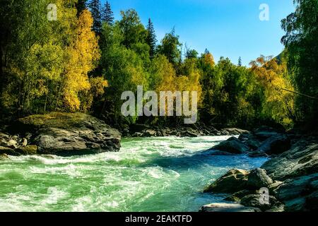 Bergfluss fließt über die Felsen. Die Flüsse sind altai. Die Natur ist altai. Stockfoto