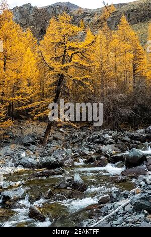 Bergfluss fließt über die Felsen. Die Flüsse sind altai. Die Natur ist altai. Stockfoto