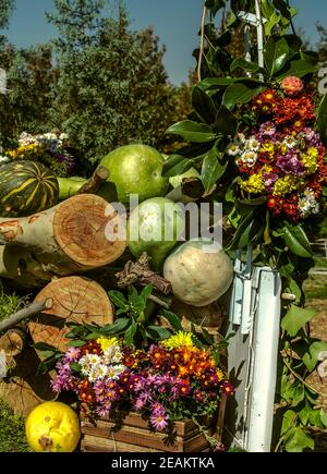 Reinigung des Herbstgartens die Stämme von getrockneten Bäumen, helle Aster in einer Holzkiste, zerknitterte Kürbisse und Melonen mit Lorbeer Stockfoto
